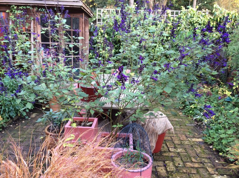 Salvia in pot