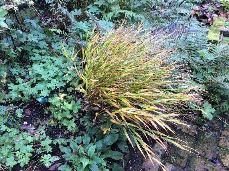 Japanese grasses in the garden border