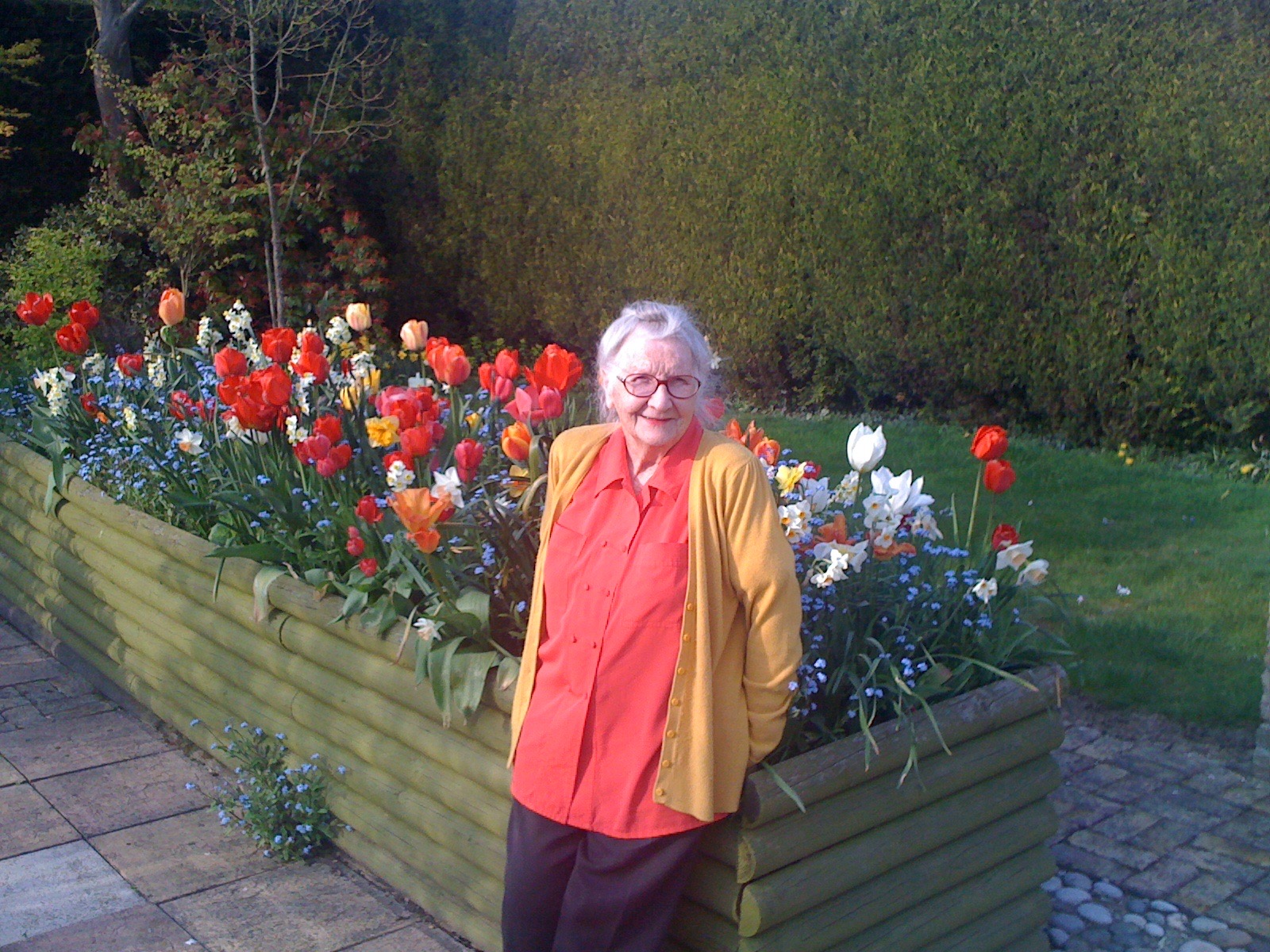Tulips, daffodils, forget-me-nots, container gardening, colour