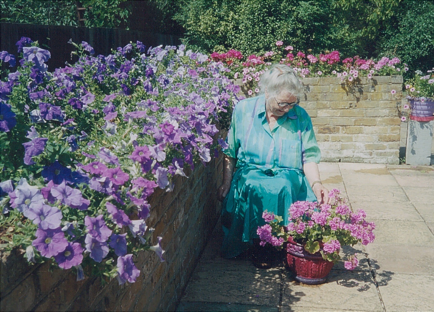 petunias, geraniums, summer, container gardening,