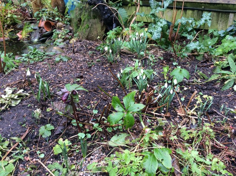 Snowdrops in cottage garden