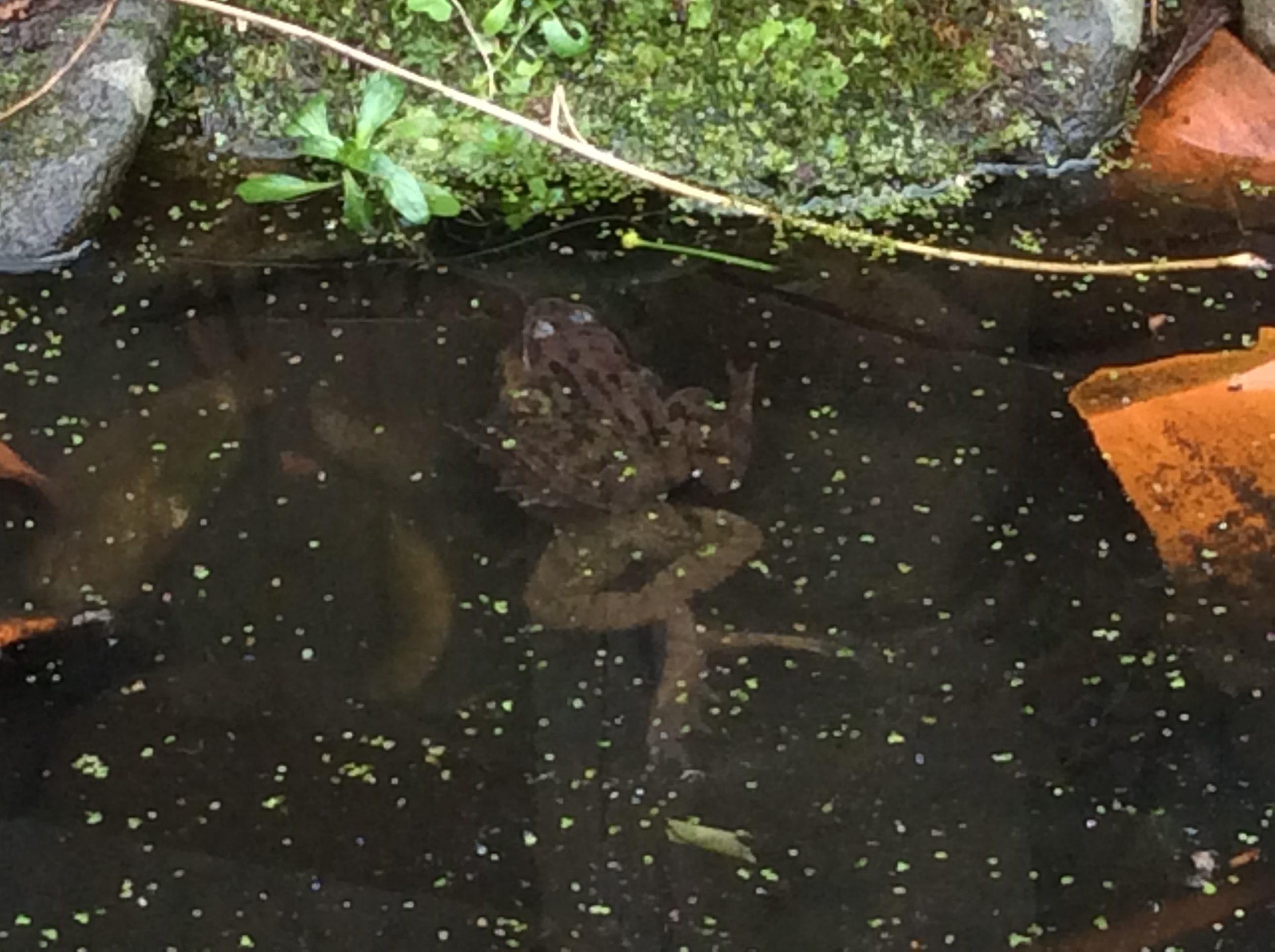 Frogs in a pond