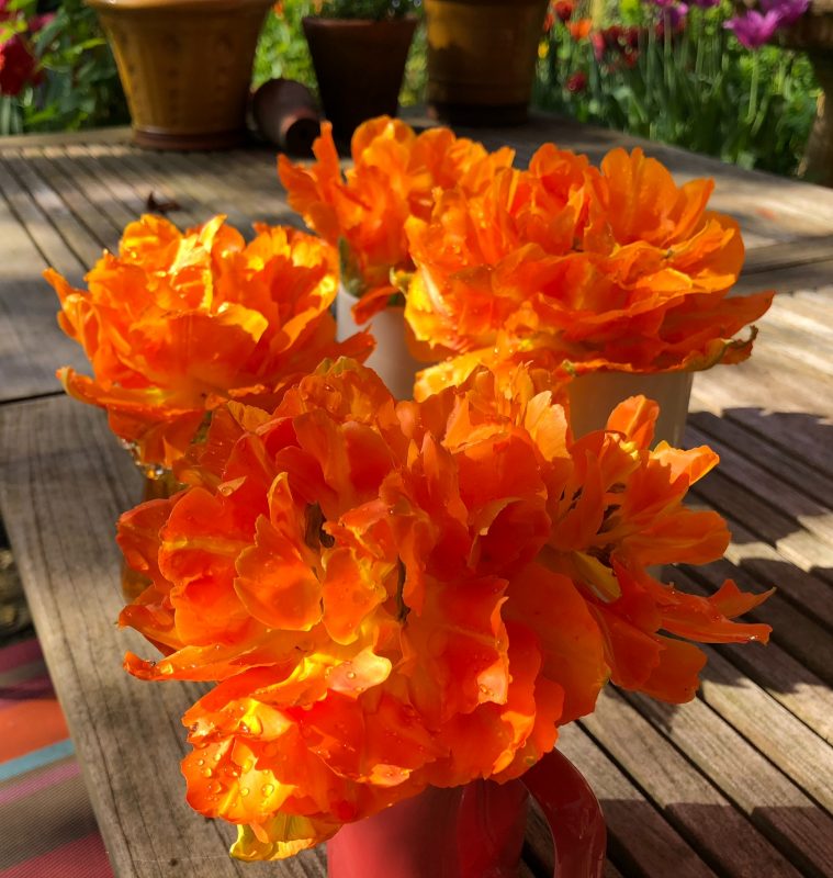 Peony flowered tulip