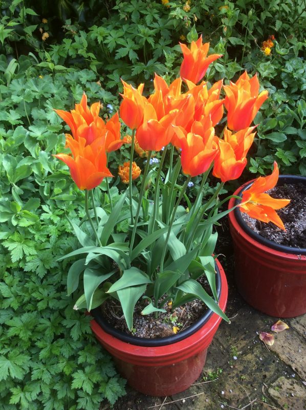 Tulips in a cottage garden