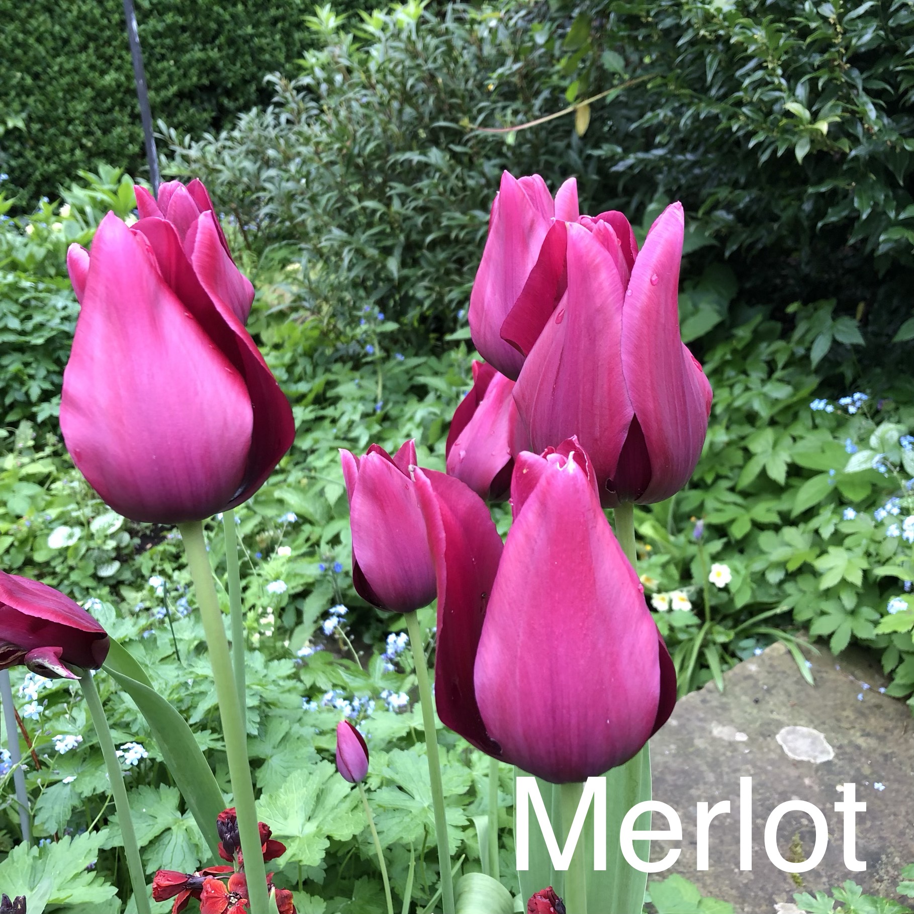 tulips in cottage gardens