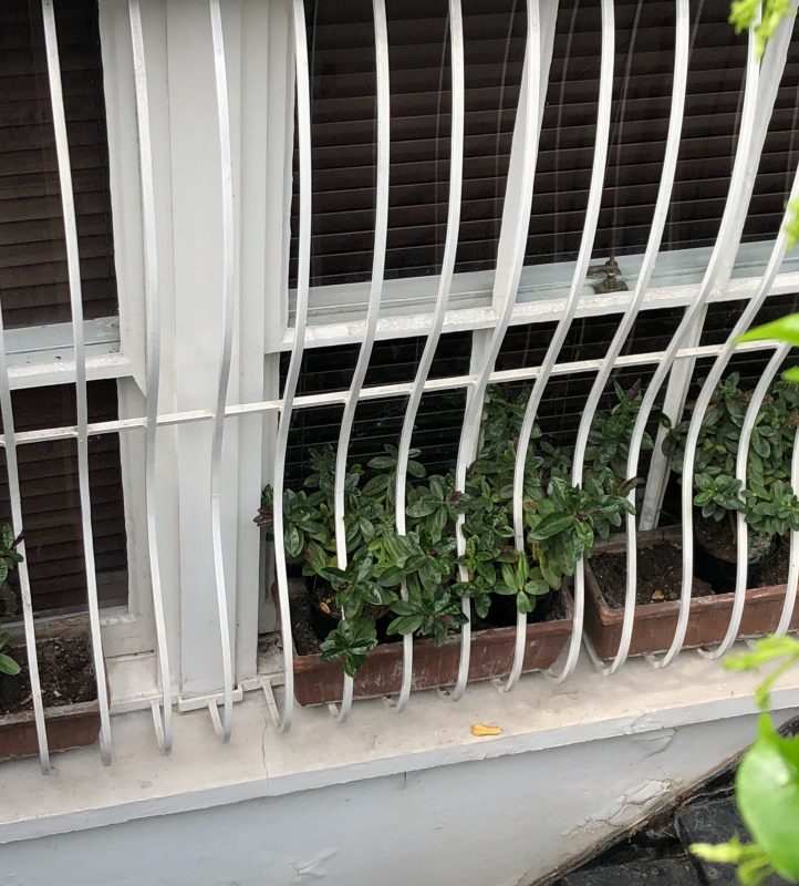 window box planting