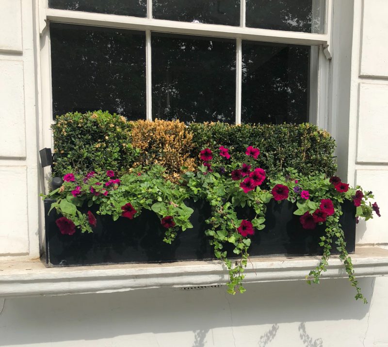 Chelsea windowbox