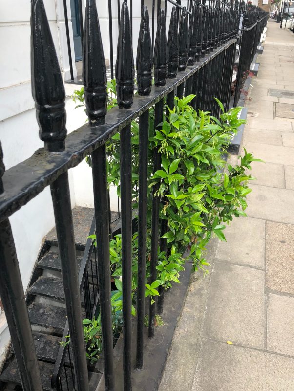 Climbing scented plants