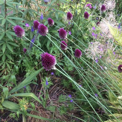 London Cottage Garden Blog