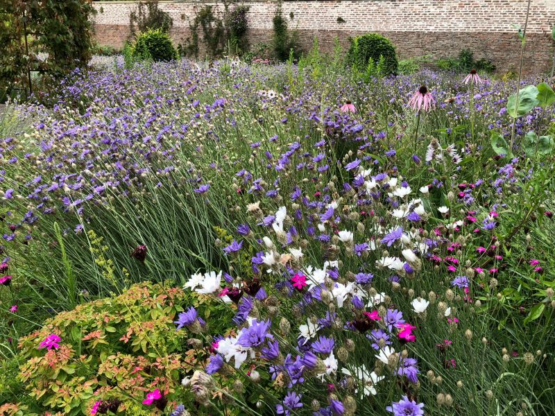 July flower border