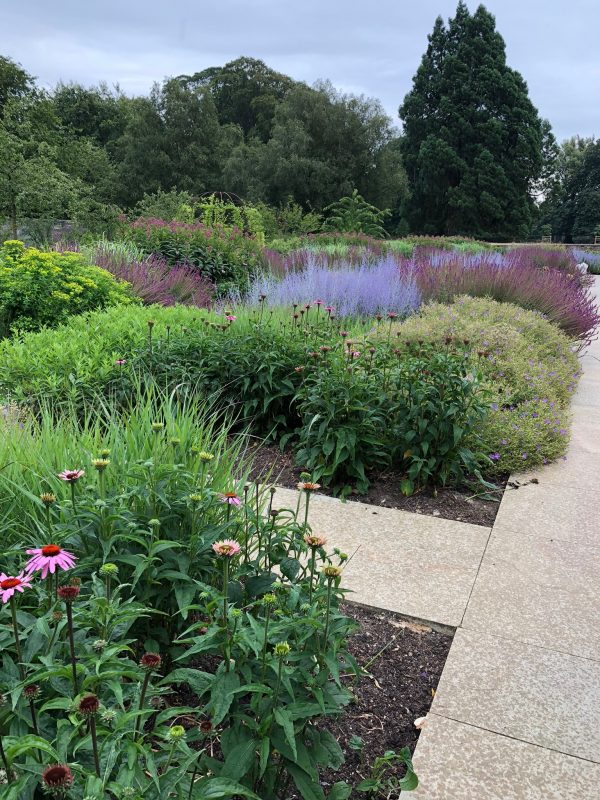 Herbaceous border plants