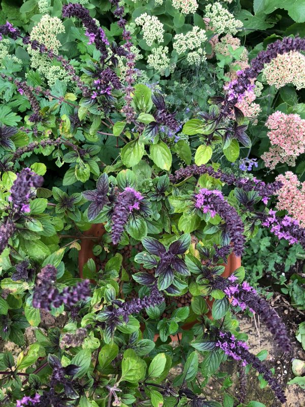 Herbs in a cottage garden