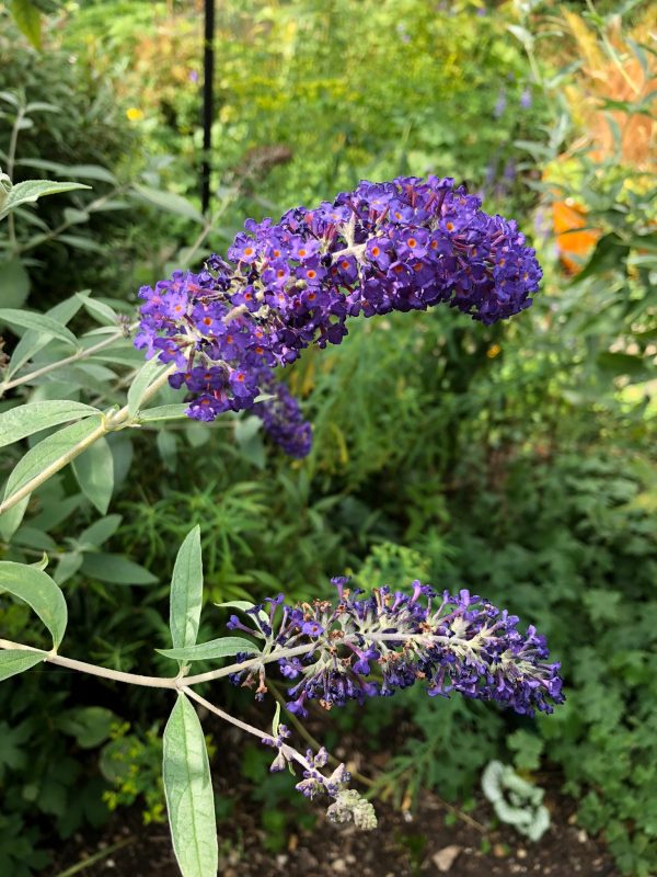 Buddleja in a cottage garden