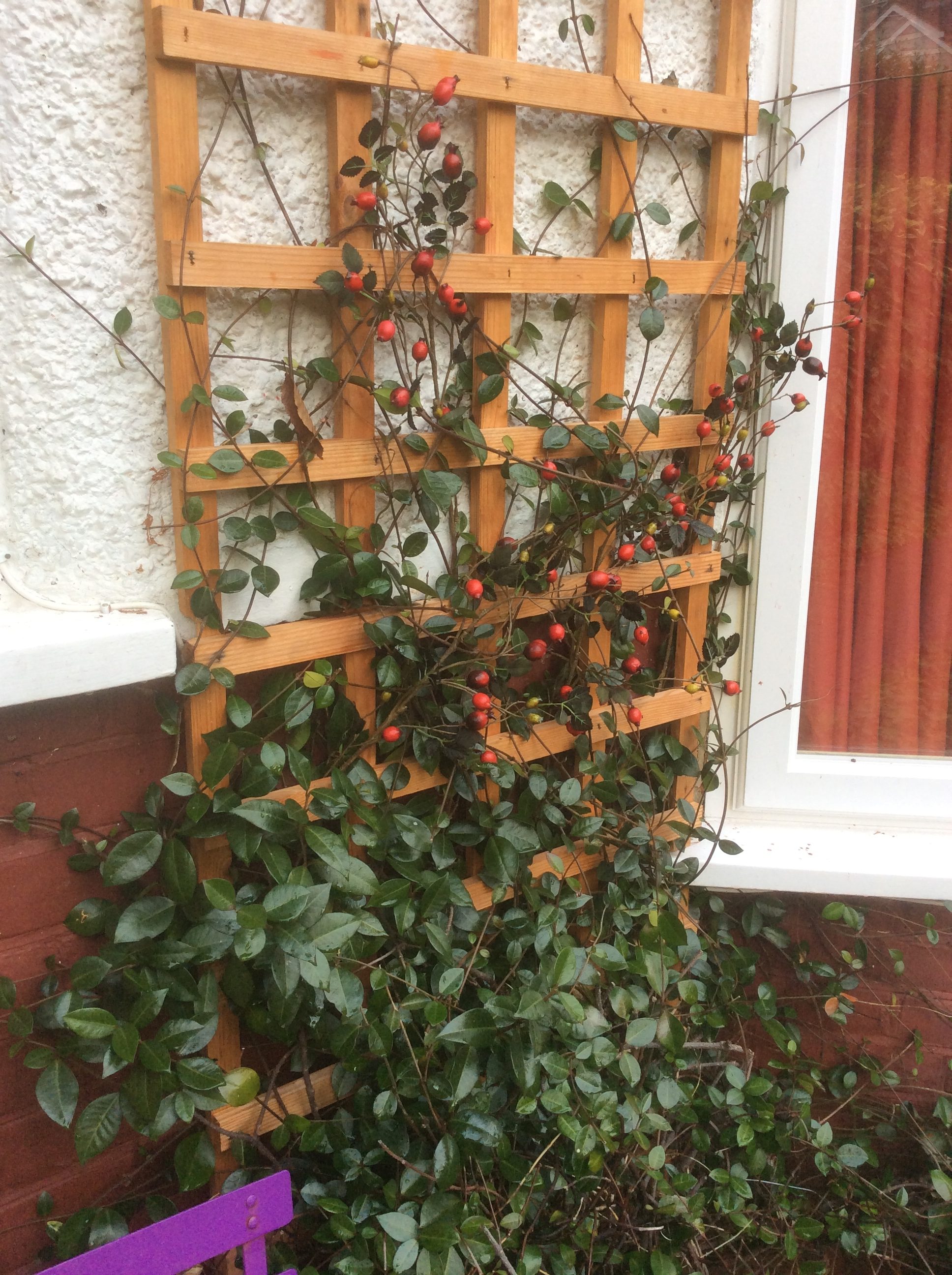 climbing shrubs in a cottage garden