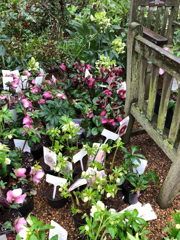 Six on Saturday hellebores at Chelsea Physic Garden