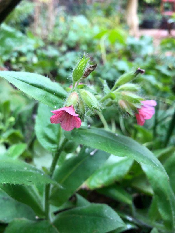 Six on saturday from a cottage garden