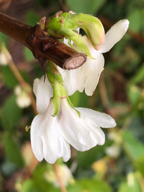 Six on Saturday scented shrubs