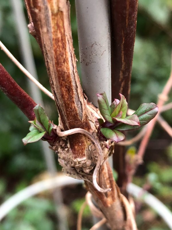 honeysuckle