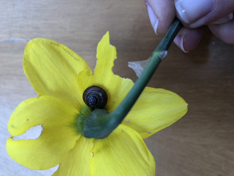 snails in a London cottage garden