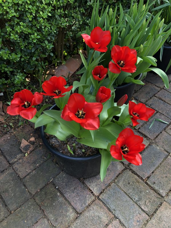 tulips in containers