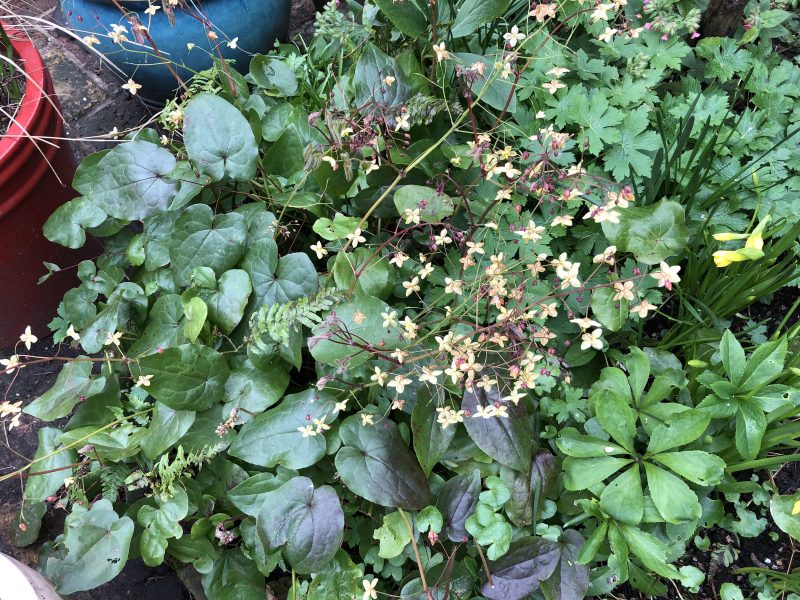 cottage garden plants cottage garden plants