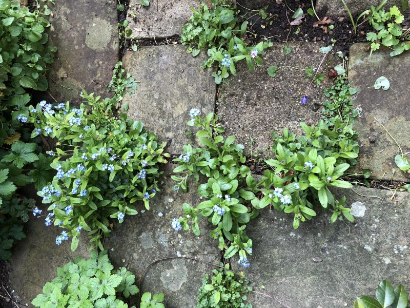 self-seeded flowers in a cottage garden