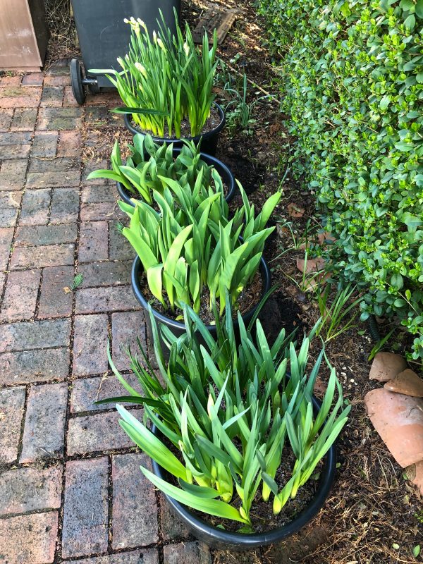 Small town garden flowers for cutting