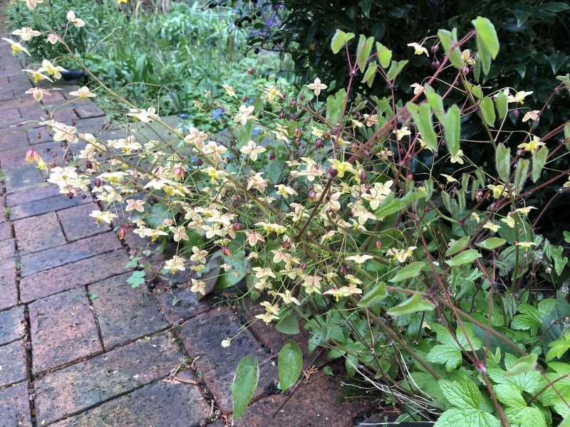 spring flowering perennials in a town garden