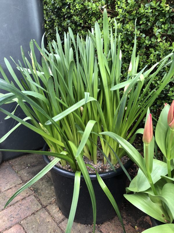 daffodils in a cottage garden