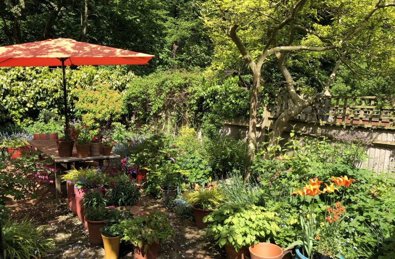 London Cottage Garden Cottage garden plants doing well right now ...