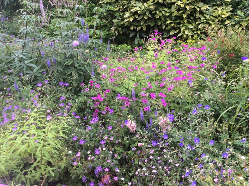 cutting back in a cottage garden