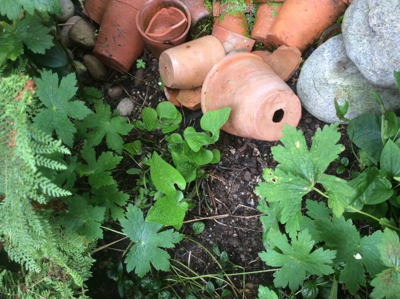 cutting back in a cottage garden