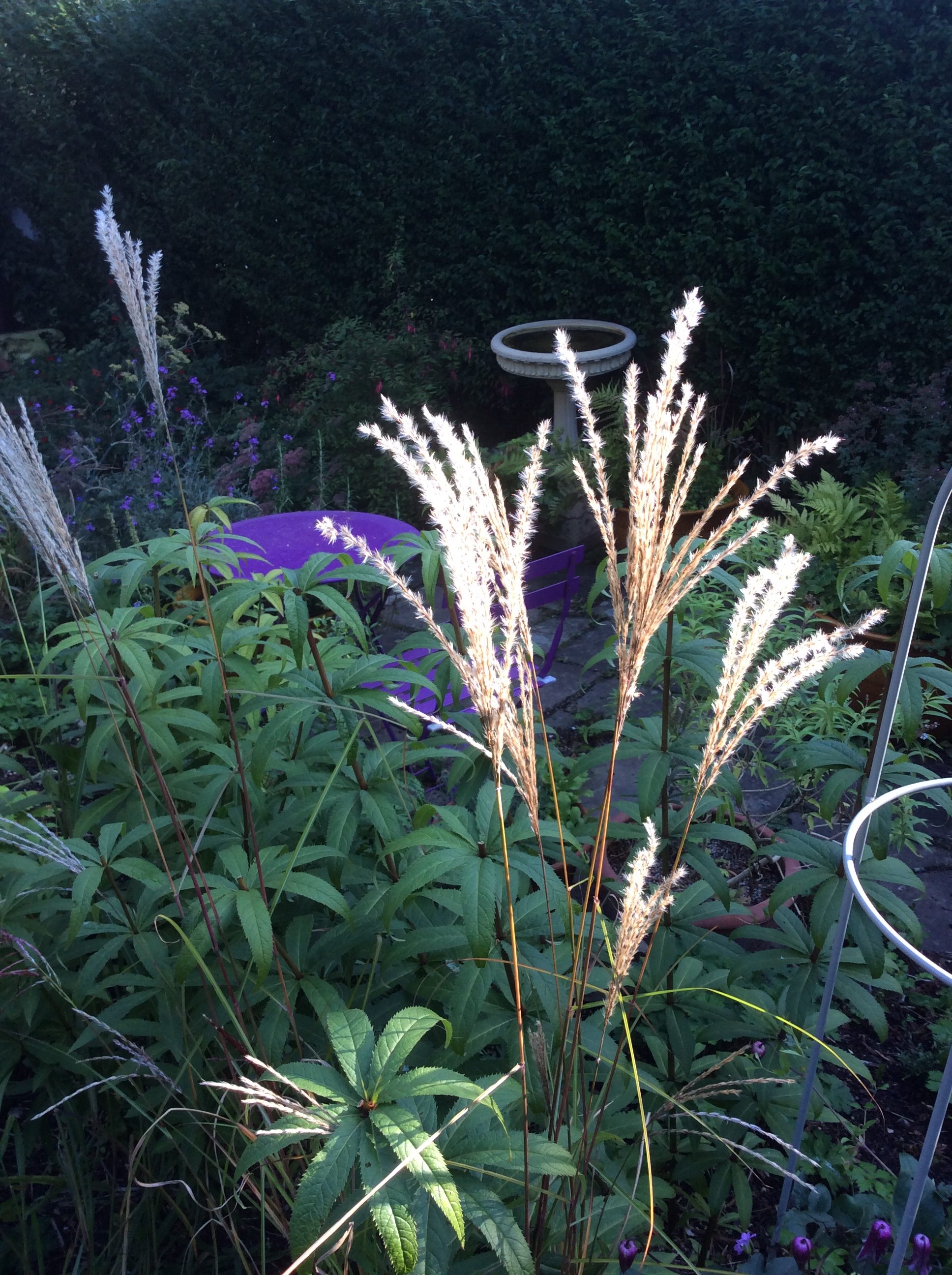 September cottage garden plants