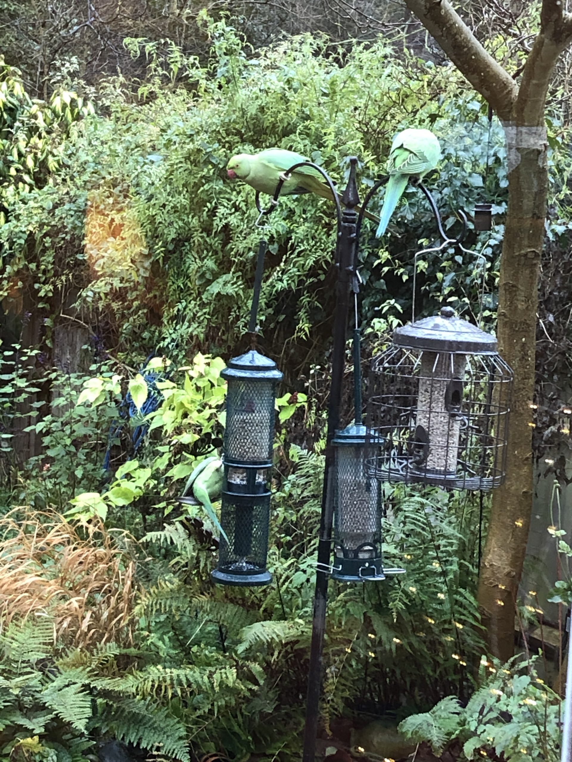 Pesky parakeets Feeding your garden birds