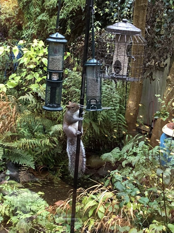 Feeding your garden birds