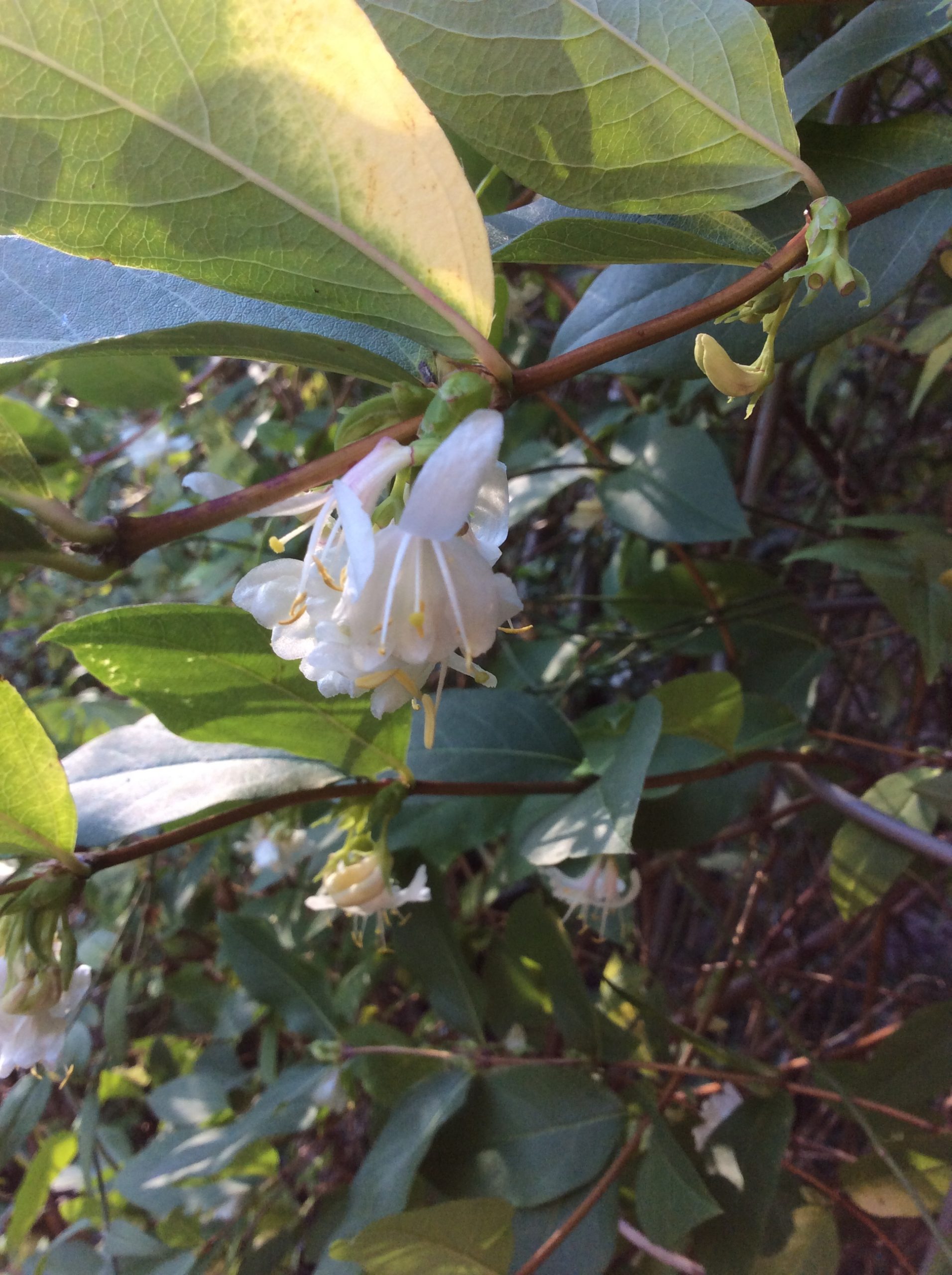 scented shrub winter cottage garden