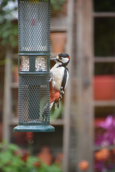 London Cottage Garden Feeding Your Garden Birds London Cottage