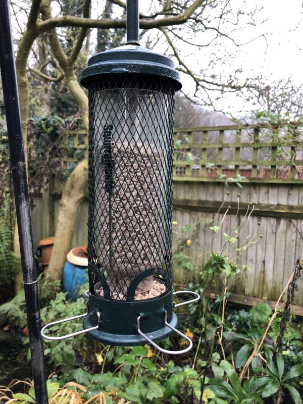 Seed bird feeder