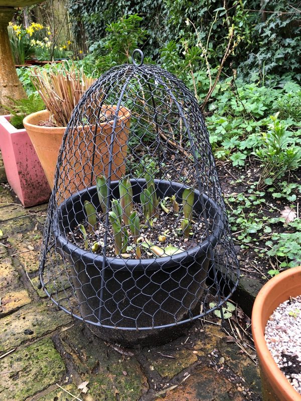 Pots in cottage garden