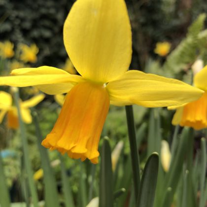 London Cottage Garden Blog