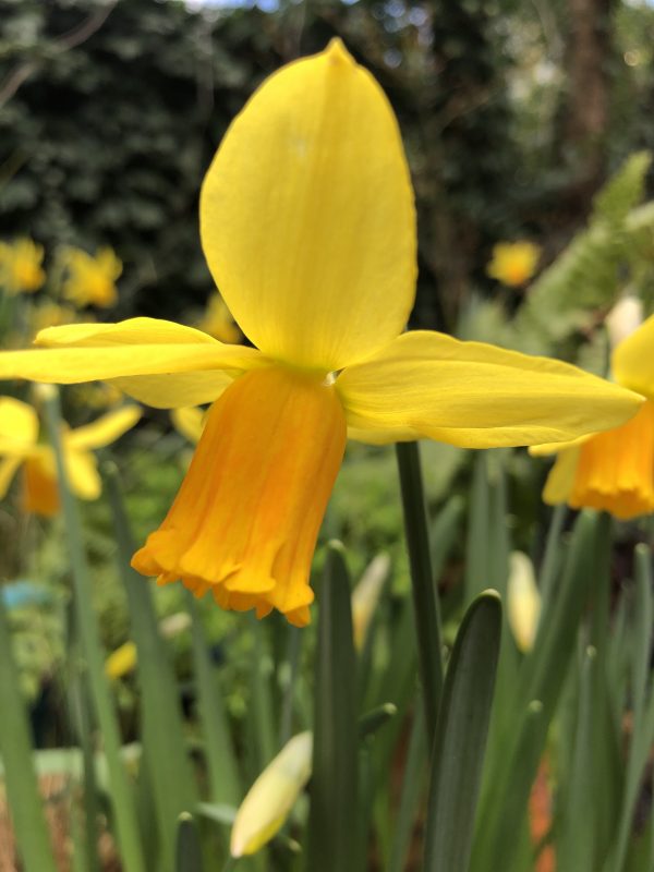 daffodils in a cottage garden