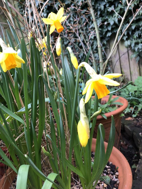 daffodils in terracotta container