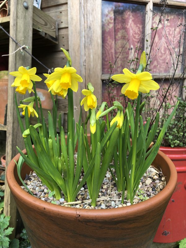 Dwarf daffodils in a pot