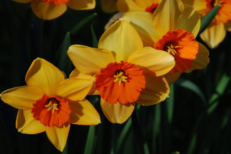 daffodils in London cottage garden