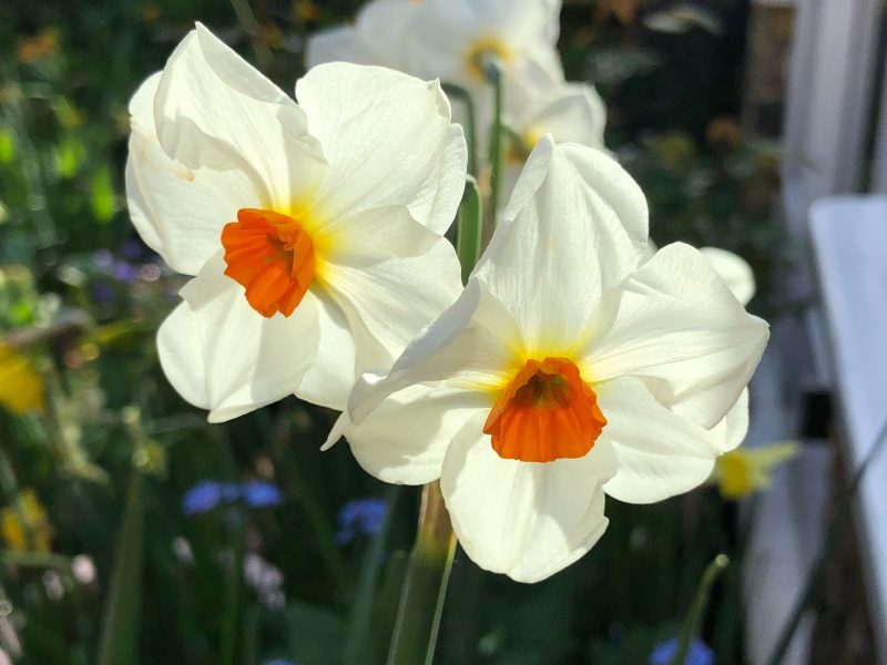 daffodils in cottage garden