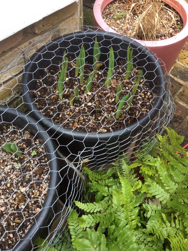 Wildlife gardening in pots