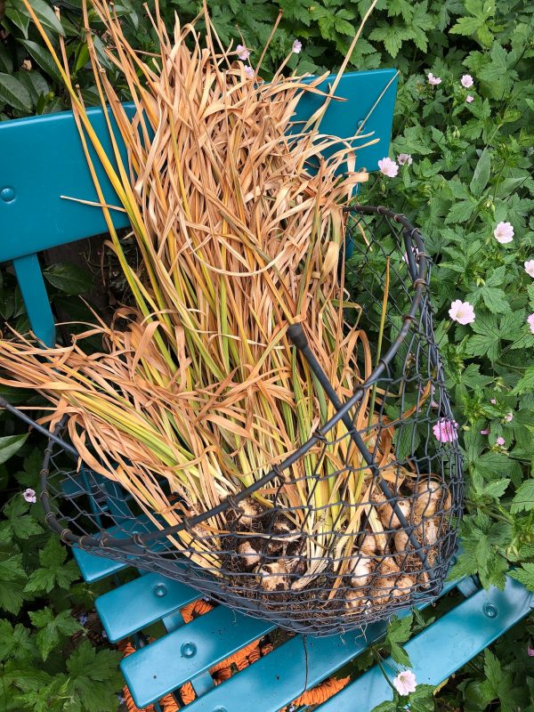 Dying daffodil leaves