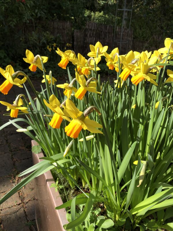 daffodils in a small garden