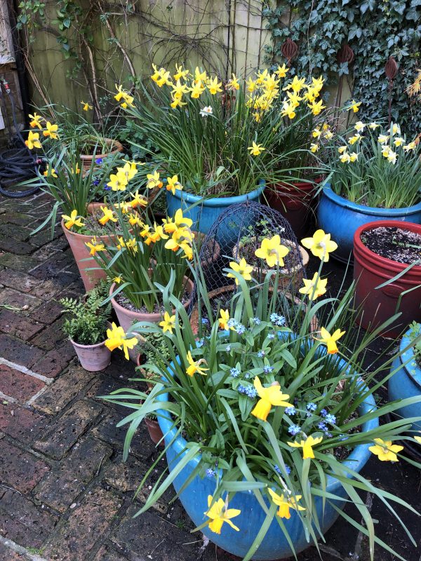 Daffodils in a small garden