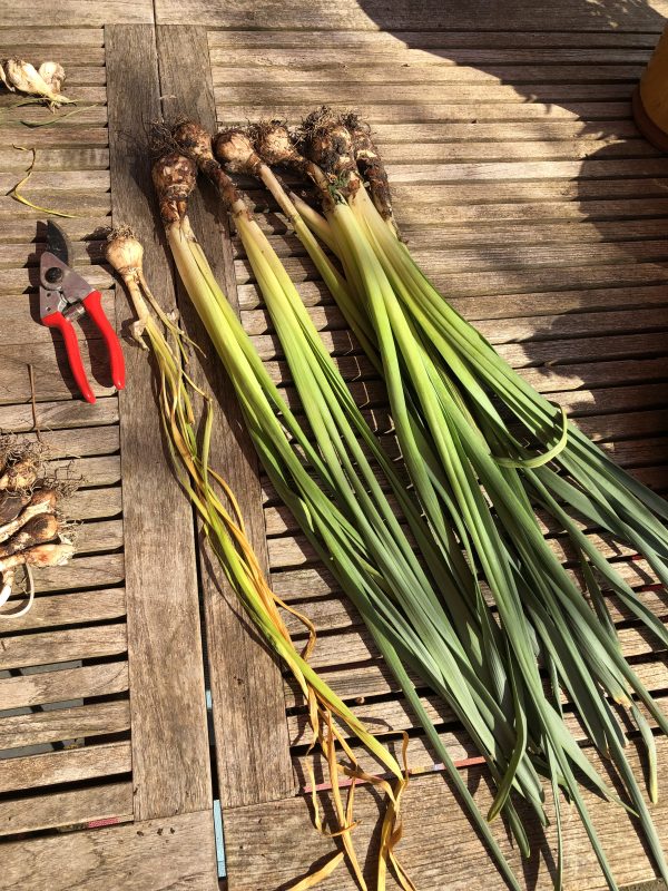 Lifted daffodil bulbs